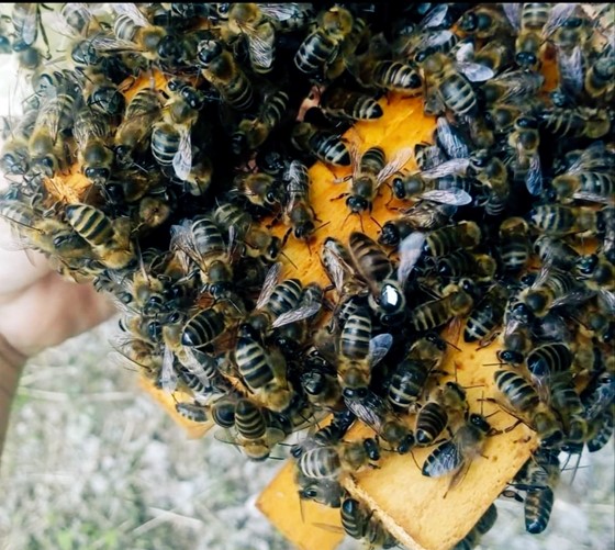 V prírode má len málo tvorov taký význam ako včely